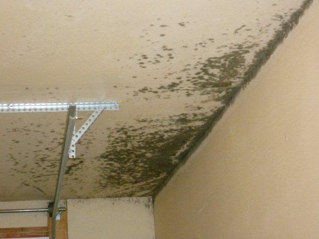 Mold in the Garage | MoldPro | Alberta Asbestos and Mold Removal Specialists
