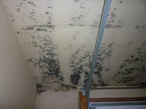 Mold in the Garage | MoldPro | Alberta Asbestos and Mold Removal Specialists