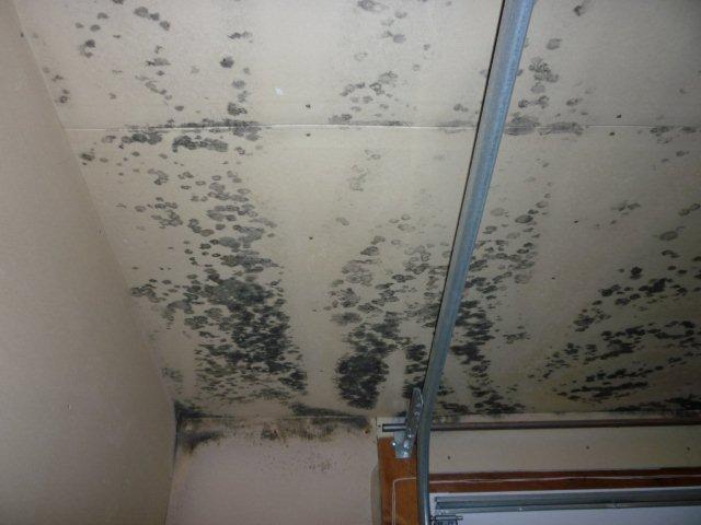 Mold in the Garage | MoldPro | Alberta Asbestos and Mold Removal Specialists