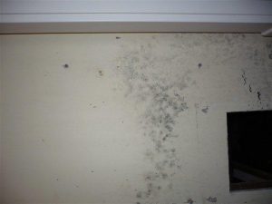 Mold on Wall | MoldPro | Alberta Asbestos and Mold Removal Specialists