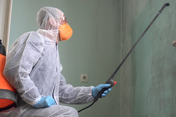 Mold Inspections & Removal